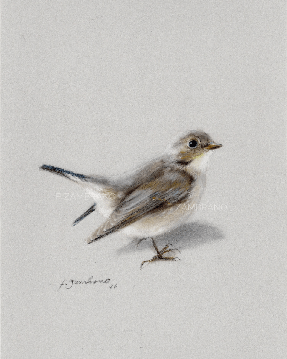 Gærdesmutte (Eurasian Wren), Nordic Bird in Soft Pastel - Pastell - Realism - 18×21 cm av F Zambrano