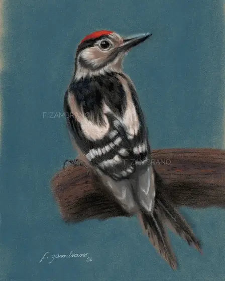 Nordic Woodpecker in Pastel - Pastell av F Zambrano
